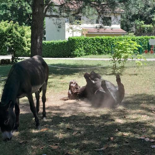 Rhââââ